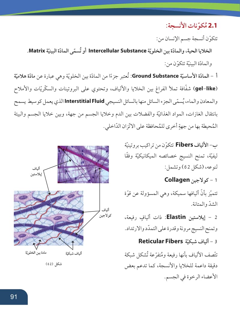صفحة 92 من الأحياء — الصف العاشر — الفصل الدراسي الأول